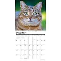 Just Tabby Cats 2026 Wall Calendar - Online Exclusive