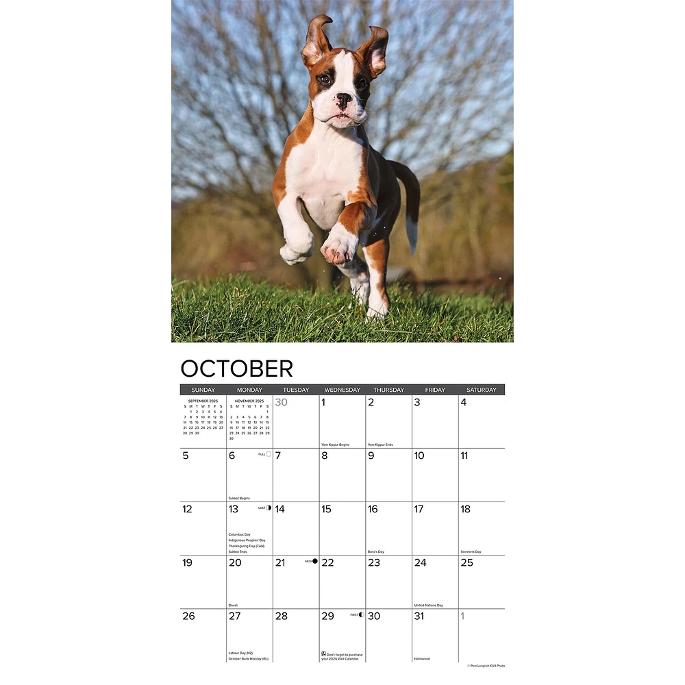 Just Boxer Puppies Wall 2025 Calendar