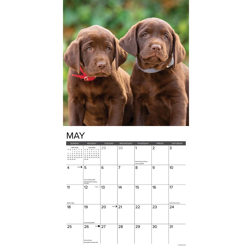 Just Lab Puppies Wall 2025 Calendar