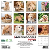 Just Goldendoodle Puppies  Wall 2025 Calendar