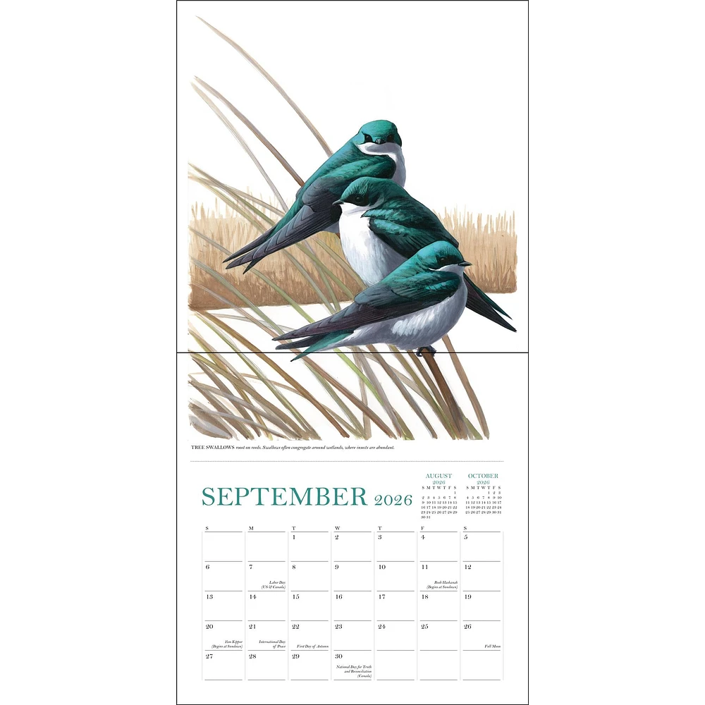 Sibley's Birds Of North America 2026 Wall Calendar - Online Exclusive