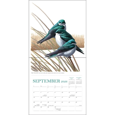 Sibley's Birds Of North America 2026 Wall Calendar - Online Exclusive