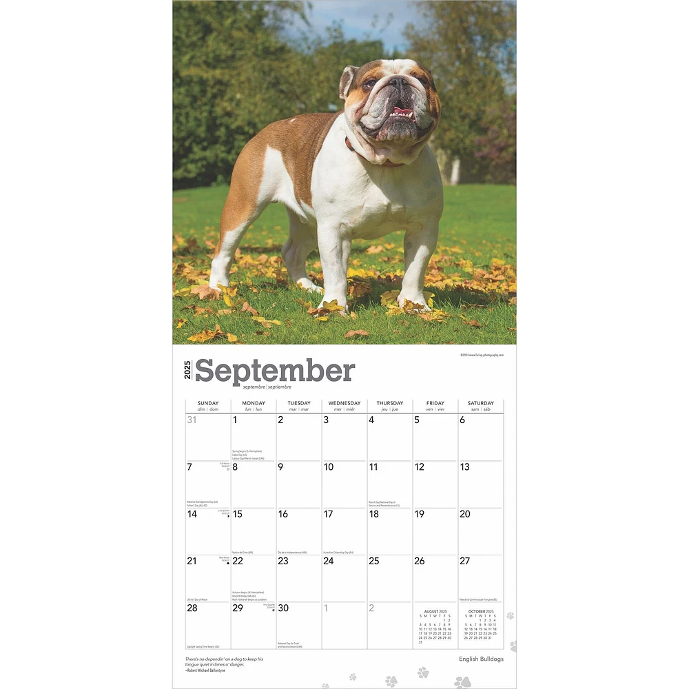 Bulldogs English Wall 2025 Calendar