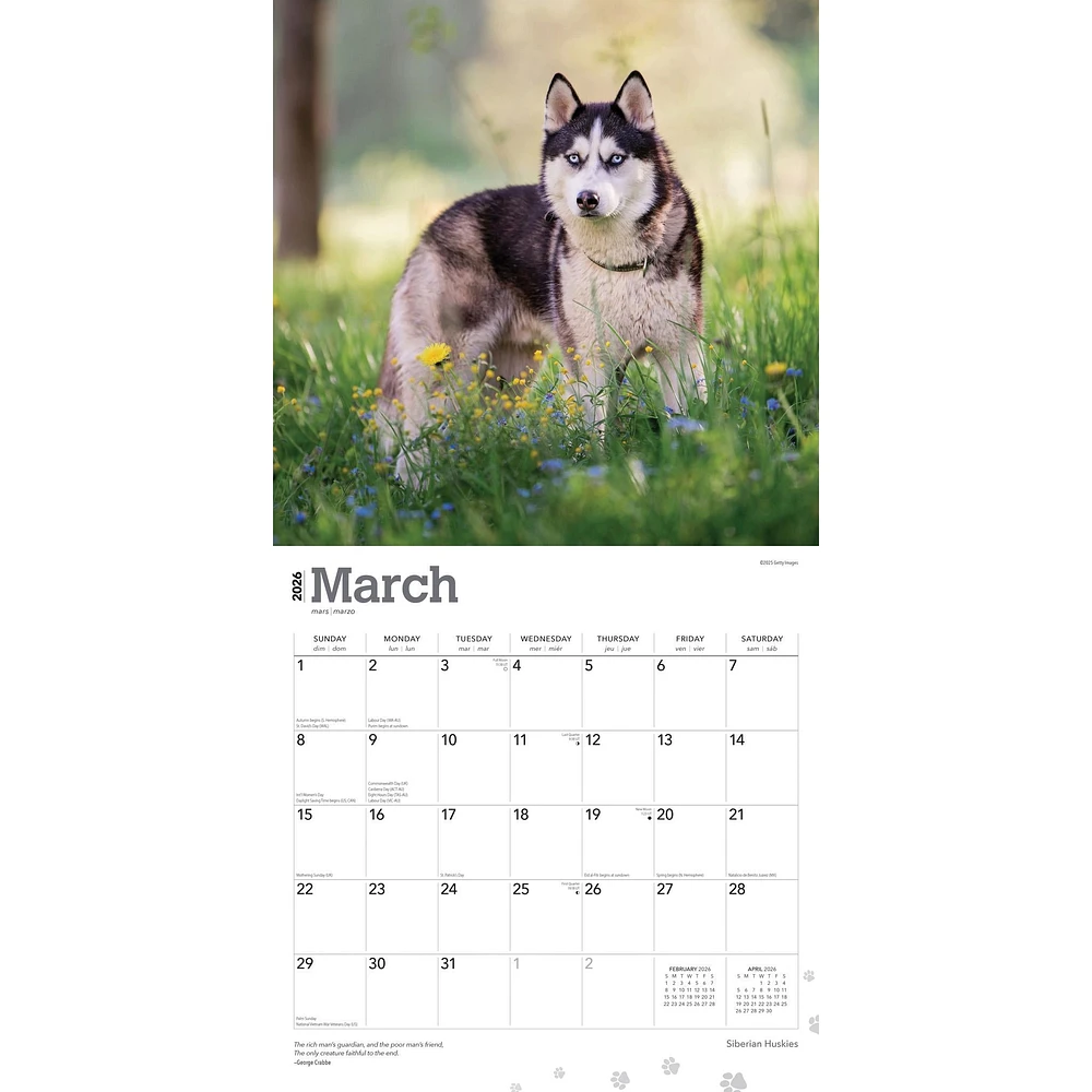 Siberian Huskies 2026 Wall Calendar