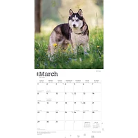 Siberian Huskies 2026 Wall Calendar