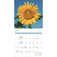 Sunflowers 2026 Wall Calendar
