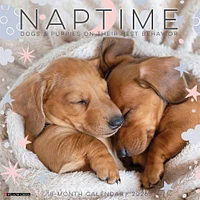 Naptime Dogs And Puppies 2026 Wall Calendar