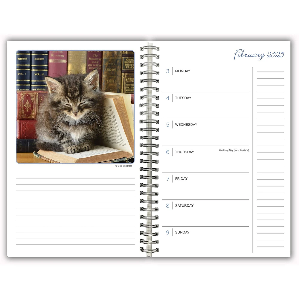 Cat Naps Engagement 2025 Calendar