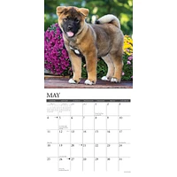 Just Akitas Wall 2025 Calendar - Online Exclusive