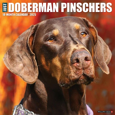 Just Doberman Pinschers Wall 2025 Calendar - Online Exclusive