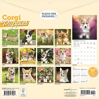 Corgi Puppies 2026 Wall Calendar