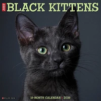 Just Black Kittens 2026 Wall Calendar - Online Exclusive