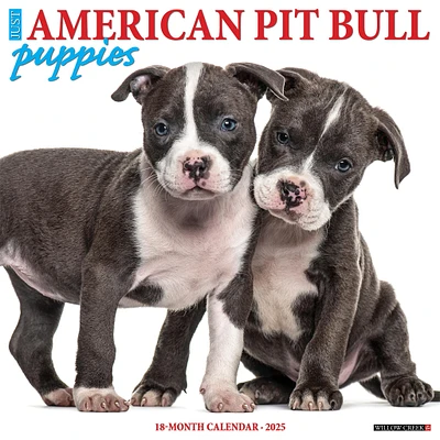 Just American Pit Bull Terrier Puppies Wall 2025 Calendar