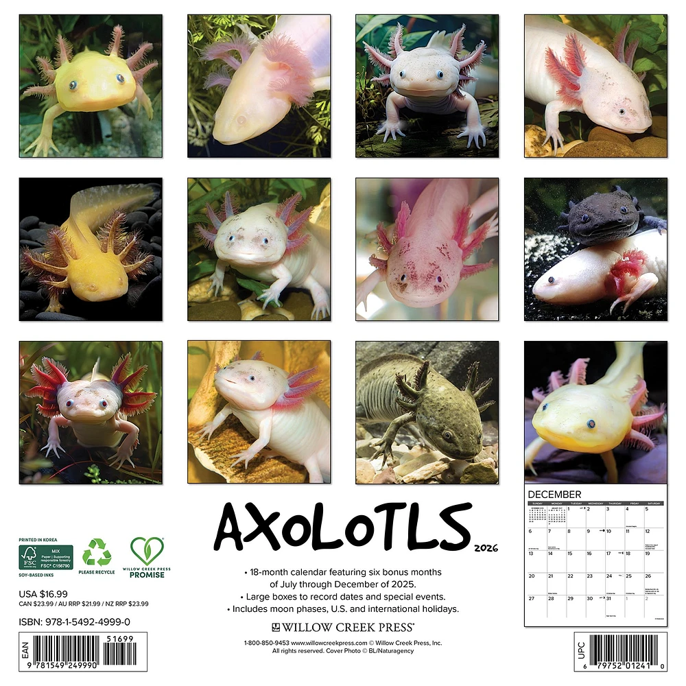 Axolotls 2026 Wall Calendar