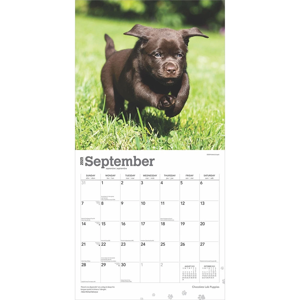 Lab Chocolate Puppies Wall 2025 Calendar