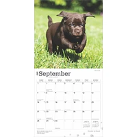 Lab Chocolate Puppies Wall 2025 Calendar