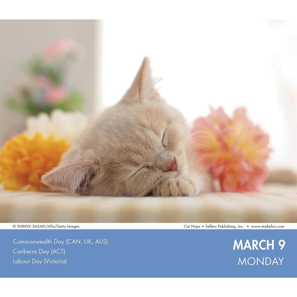 Cat Naps 2026 Box Calendar