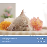Cat Naps 2026 Box Calendar
