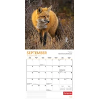 Canadian Geographic Foxes 2026 Wall Calendar - Online Exclusive