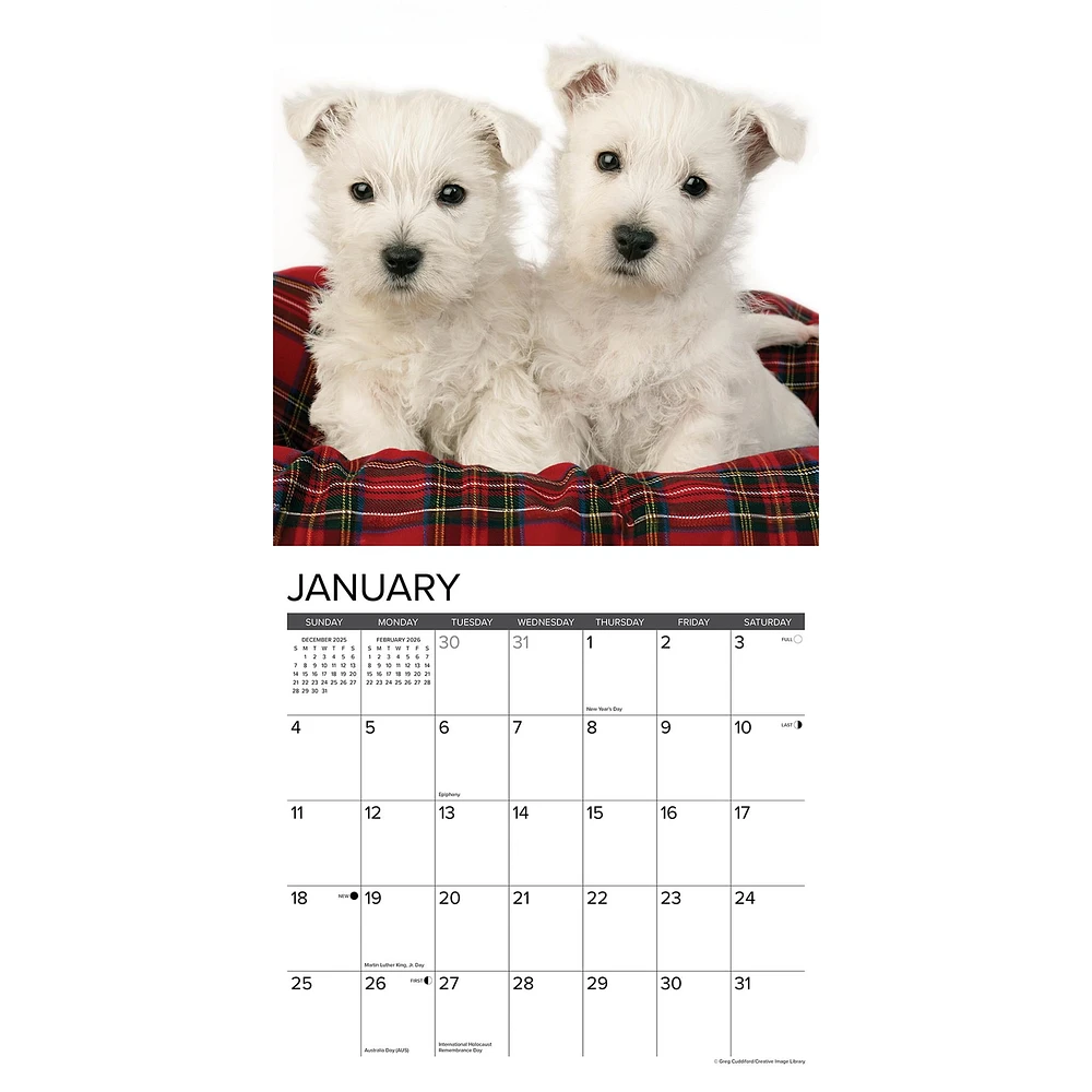 Westie Puppies 2026 Wall Calendar - Online Exclusive