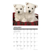 Westie Puppies 2026 Wall Calendar - Online Exclusive