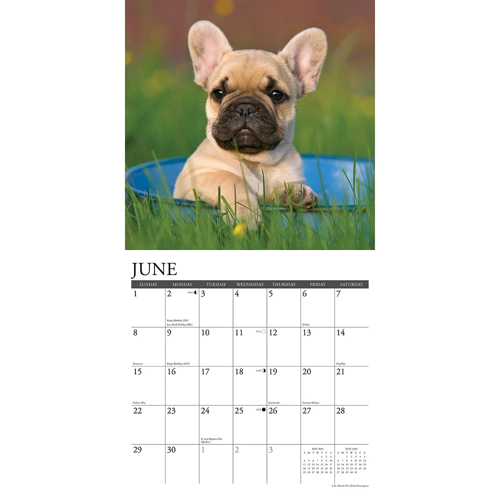 Just French Bulldog Puppies Wall 2025 Calendar