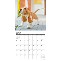 Just Basset Hound Puppies 2026 Wall Calendar - Online Exclusive