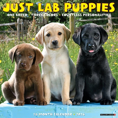 Just Lab Puppies 2026 Wall Calendar