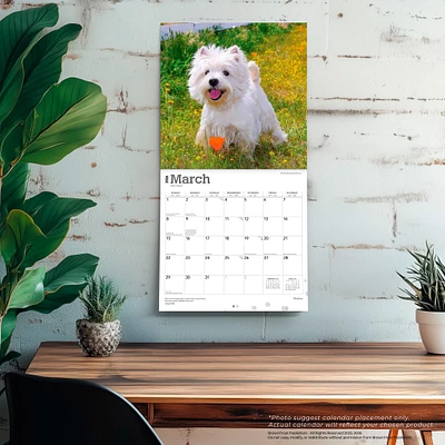 West Highland White Terriers 2026 Wall Calendar