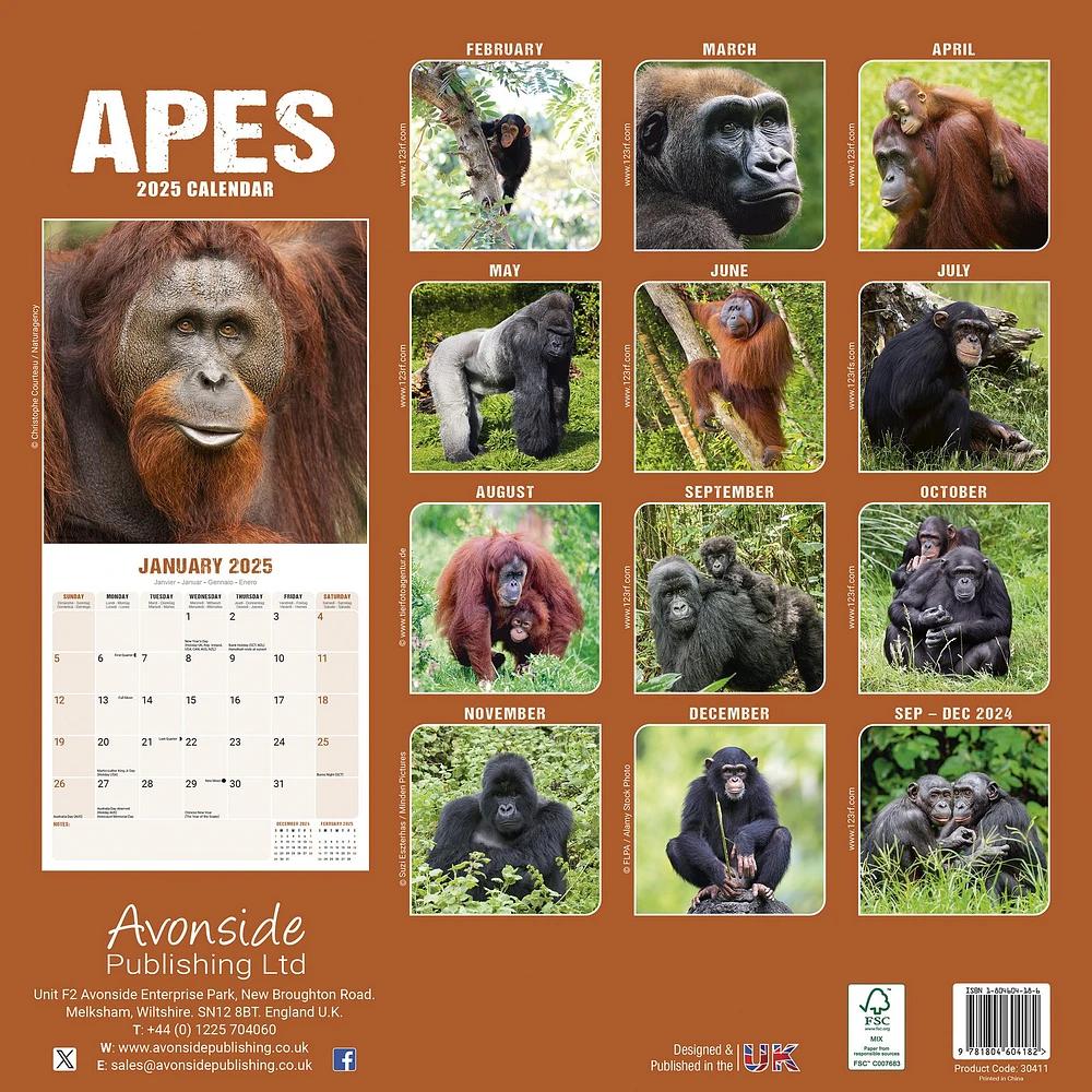 Apes Wall 2025 Calendar - Online Exclusive