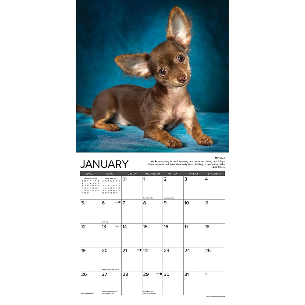 Chihuahua Rules Wall 2025 Calendar - Online Exclusive