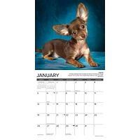 Chihuahua Rules Wall 2025 Calendar - Online Exclusive