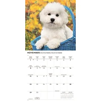 Bichon Frise 2026 Wall Calendar