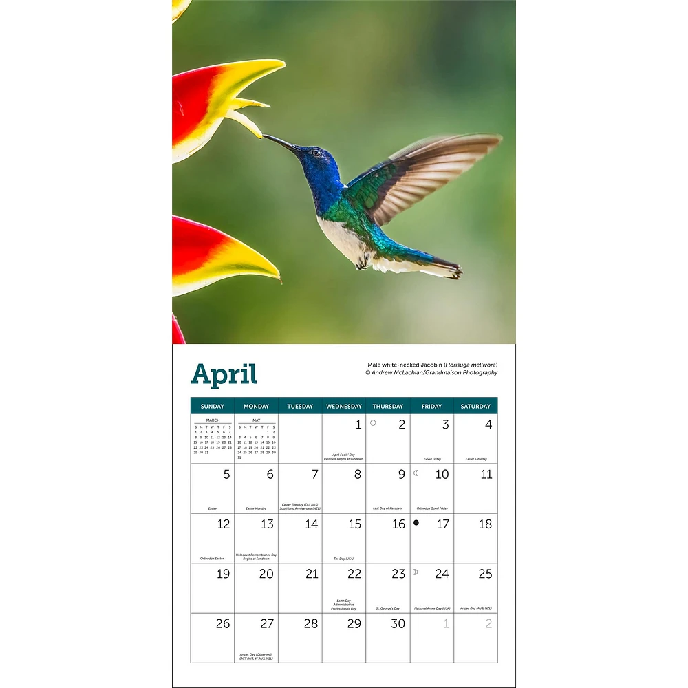 Hummingbirds 2026 Mini Calendar