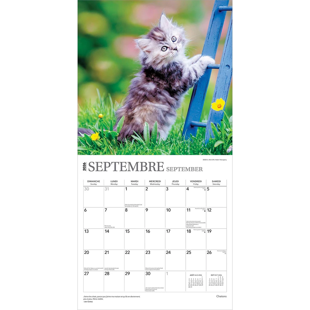 Chatons 2026 Wall Calendar (French)