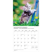 Chatons 2026 Wall Calendar (French)