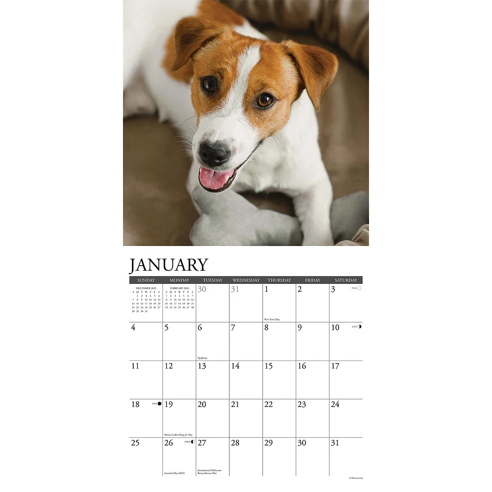 Just Jack Russells 2026 Wall Calendar