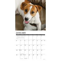 Just Jack Russells 2026 Wall Calendar