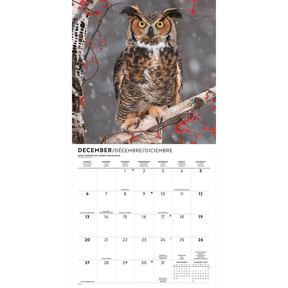 Owls 2026 Wall Calendar