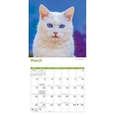 Cats Wall 2025 Calendar