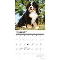 Just Bernese Mountain Puppies 2026 Wall Calendar
