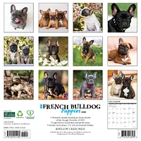 Just French Bulldog Puppies 2026 Wall Calendar