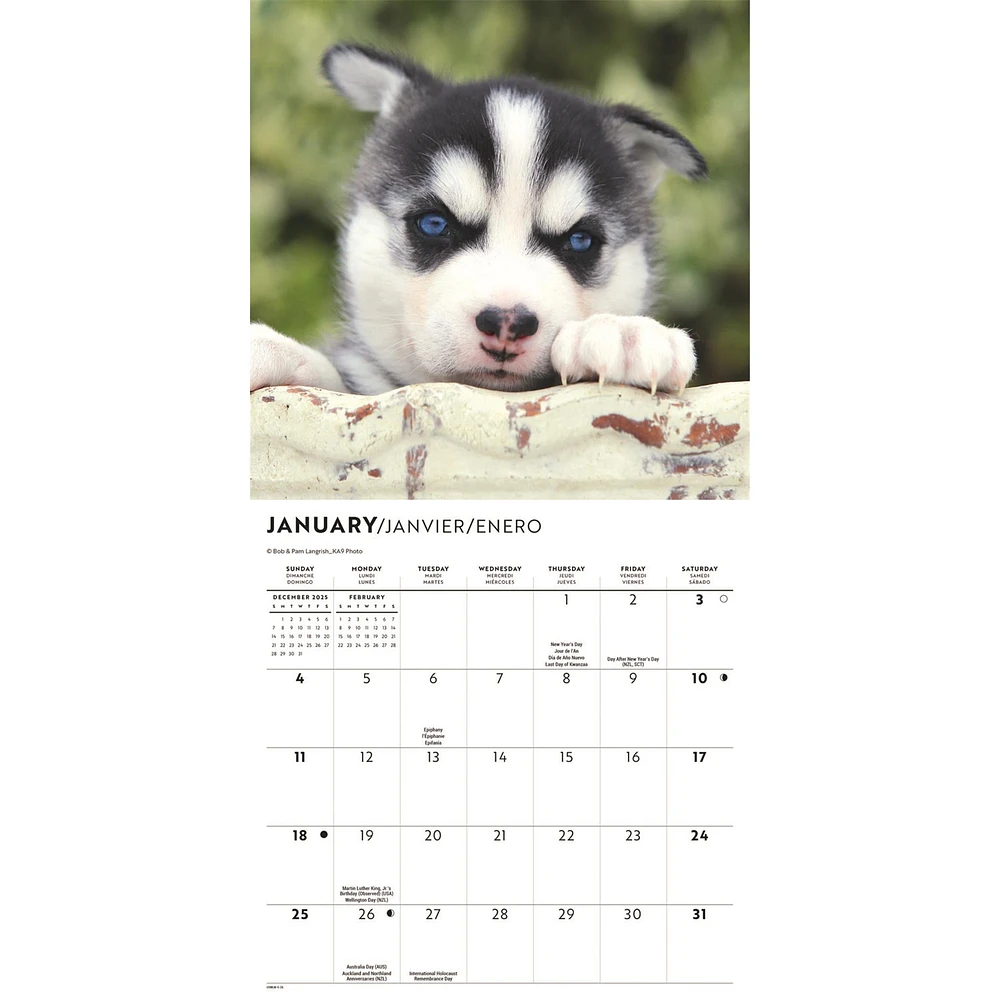 Siberian Husky Puppies 2026 Mini Calendar