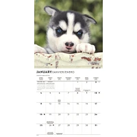 Siberian Husky Puppies 2026 Mini Calendar