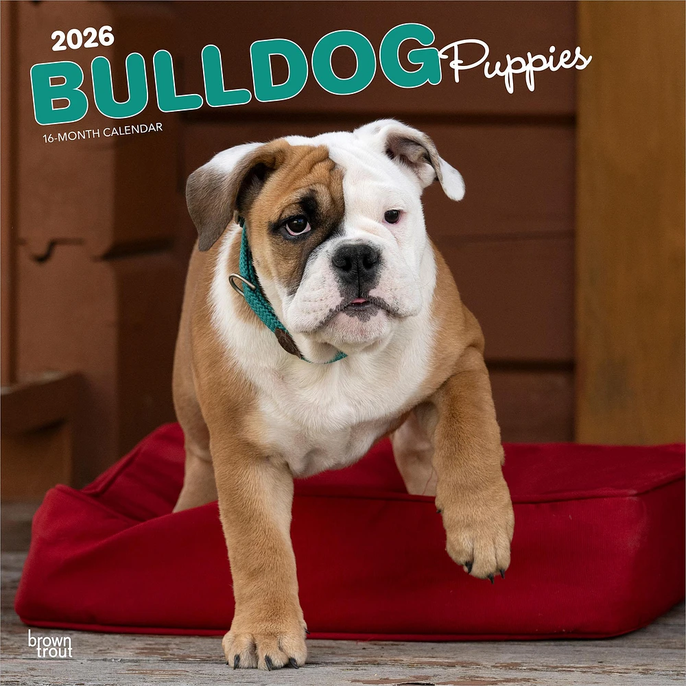 Bulldog Puppies 2026 Wall Calendar - Online Exclusive