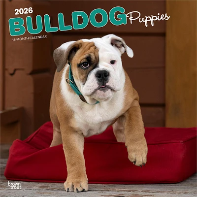 Bulldog Puppies 2026 Wall Calendar - Online Exclusive