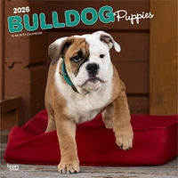 Bulldog Puppies 2026 Wall Calendar - Online Exclusive