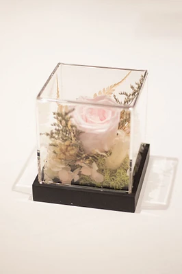 Rosalia Box