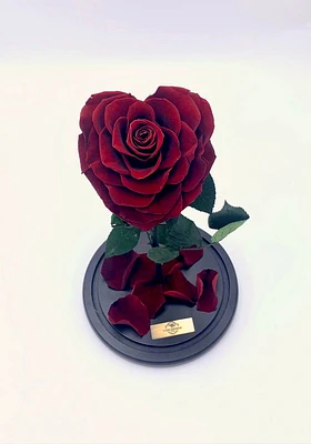 Enchanted Rose in Glass Dome