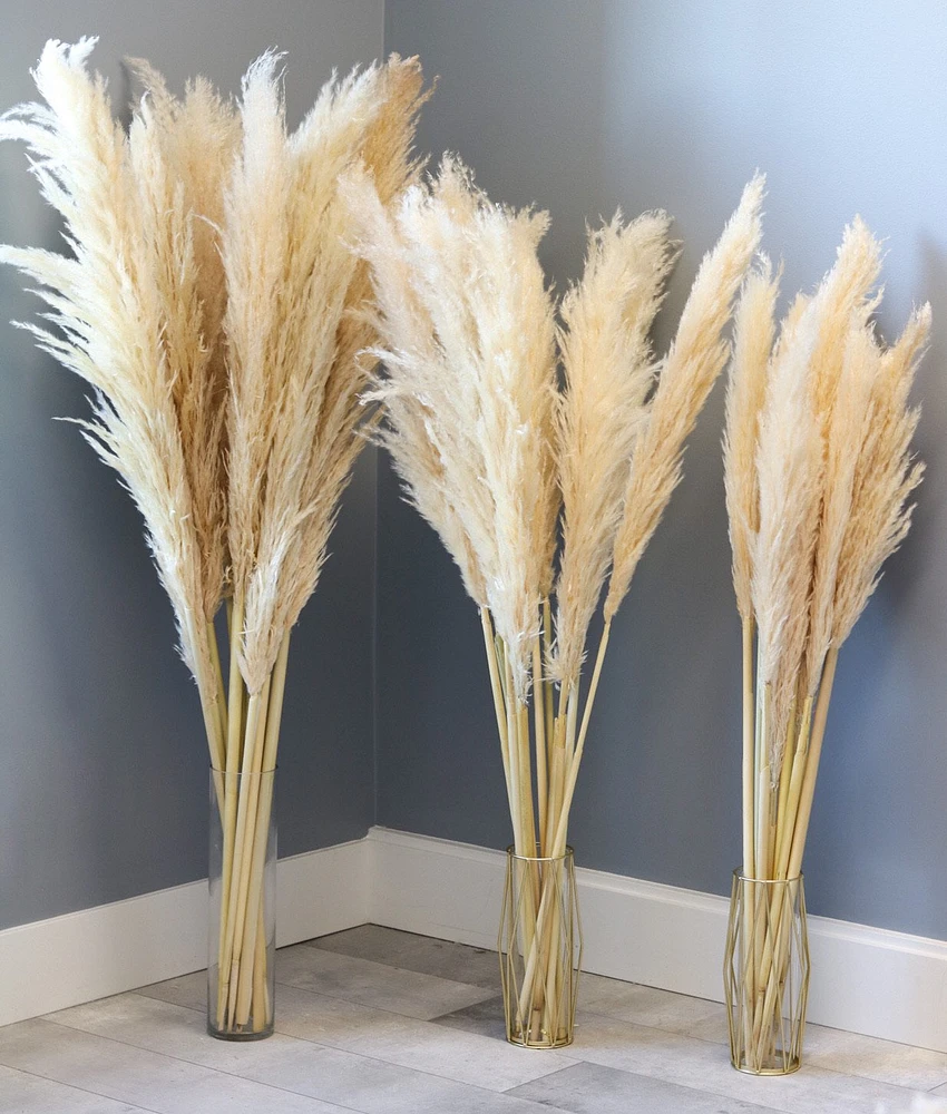 Pampas Grass - Brienne